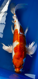 [koi-suda-ICF2-29] 26” Japanese Imported Koi Butterfly Ginrin Hariwake - 29