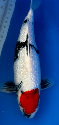 [koi-suda-ICF2-28] 23” Japanese Imported Koi Ginrin Tancho Showa - 28