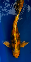 [koi-suda-ICF2-26] 24” Japanese Imported Koi Butterfly Kin Ki Utsuri - 26
