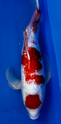 [koi-suda-ICF2-25] 25” Japanese Imported Koi Butterfly Ginrin Maruten Kohaku - 25
