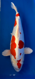 [koi-suda-ICF2-22] 23” Japanese Imported Koi Kikisui - 22