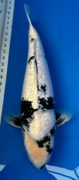 [koi-suda-ICF2-21] 22” Japanese Imported Koi Ginrin Shiro Utsuri - 21