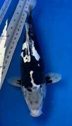 [koi-suda-ICF2-17] 21” Japanese Imported Koi Kumonryu - 17
