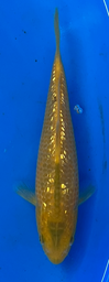 [koi-taniguchi-Q14-30] 7.5” Japanese Imported Koi Golden Corn - 30