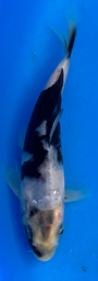 [koi-omasako-Q14-29] 5.5” Japanese Imported Koi Shiro Utsuri - 29