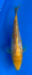 [koi-taniguchi-Q14-28] 7” Japanese Imported Koi Taniguchi Golden Corn - 28