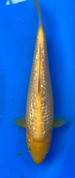 [koi-taniguchi-Q14-27] 8” Japanese Imported Koi Taniguchi Golden Corn - 27