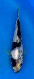 [koi-omasako-Q14-26] 7” Japanese Imported Koi Shiro Utsuri - 26
