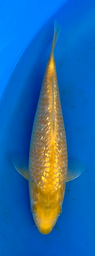 [koi-taniguchi-Q14-22] 9” Japanese Imported Koi Taniguchi Golden Corn - 22