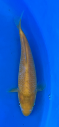 [koi-taniguchi-Q14-24] 8” Japanese Imported Koi Taniguchi Golden Corn - 24