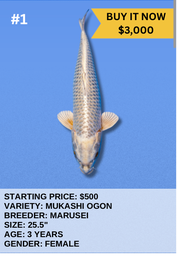 [Koi Auction- #1- Mukashi Ogon] Koi Auction- #1- Mukashi Ogon