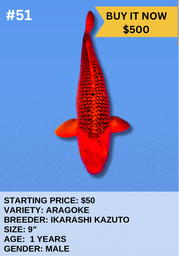 [Koi Auction- #51 - Aragoke - Ikarashi Kazuto] Koi Auction- #51 - Aragoke