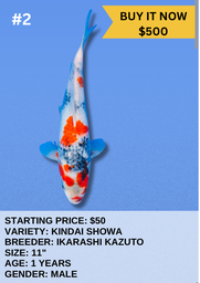[Koi Auction- #2- Kindai Showa] Koi Auction- #2- Kindai Showa