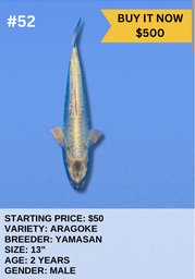 [Koi Auction- #52 - Aragoke - Yamasan] Koi Auction- #52 - Aragoke