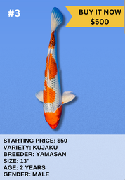 [Koi Auction- #2- Kujaku] Koi Auction- #3- Kujaku