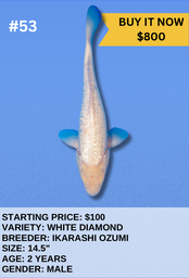 [Koi Auction- #53 - White Diamond - Ikarashi Ozumi] Koi Auction- #53 - White Diamond