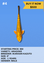 [Koi Auction- #4 Aragoke] Koi Auction- #4- Aragoke