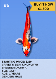 [Koi Auction- #5- Beni Kikokuryu] Koi Auction- #5 - Beni Kikokuryu