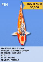 [Koi Auction- #54 - Maruten Shusui] Koi Auction- #54 - Maruten Shusui