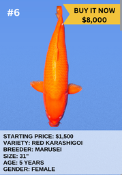 [Koi Auction- #6- Red Karashigoi] Koi Auction- #6- Red Karashigoi