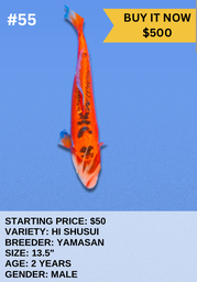 [Koi Auction- #55 - Hi Shusui] Koi Auction- #55 - Hi Shusui