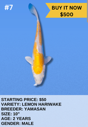 [Koi Auction- #7- Lemon Hariwake] Koi Auction- #7- Lemon Hariwake