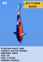 [Koi Auction- #8 - Doitsu Showa] Koi Auction- #8- Doitsu Showa