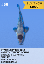 [Koi Auction- #56 - Tancho Ochiba] Koi Auction- #56 - Tancho Ochiba