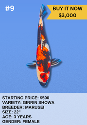 [Koi Auction- #9 - Ginrin Showa] Koi Auction- #9 - Ginrin Showa