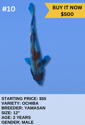 [Koi Auction- #10 - Ochiba] Koi Auction- #10 - Ochiba