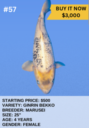 [Koi Auction- #57 - Ginrin Bekko] Koi Auction- #57 - Ginrin Bekko