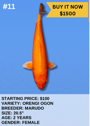[Koi Auction- #11- Orengi Ogon] Koi Auction- #11- Orengi Ogon