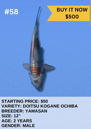 [Koi Auction- #58 - Doitsu Kogane Ochiba] Koi Auction- #58 - Doitsu Kogane Ochiba