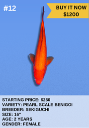 [Koi Auction- #12- Pearl Scale Benigoi] Koi Auction- #12- Pearl Scale Benigoi