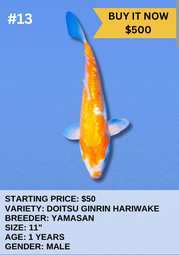 [Koi Auction- #13-  Doitsu Ginrin Hariwake] Koi Auction- #13- Doitsu Ginrin Hariwake