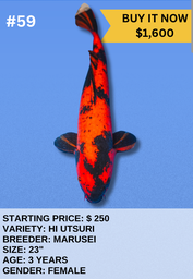 [Koi Auction- #59 - Hi Utsuri] Koi Auction- #59 - Hi Utsuri