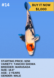 [Koi Auction- #14- Tancho Showa] Koi Auction- #14- Tancho Showa