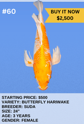 [Koi Auction- #60 - Butterfly Hariwake] Koi Auction- #60 - Butterfly Hariwake