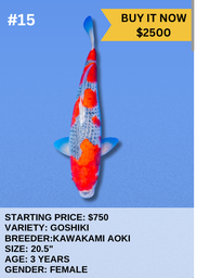 [Koi Auction- #15- Goshiki] Koi Auction- #15- Goshiki