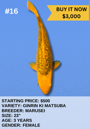 [Koi Auction- #16- Ginrin Ki Matsuba] Koi Auction- #16- Ginrin Ki Matsuba