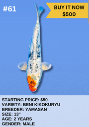[Koi Auction- #61 - Beni Kikokuryu] Koi Auction- #61 - Beni Kikokuryu