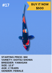 [Koi Auction- #17- Doitsu Showa] Koi Auction- #17- Doitsu Showa