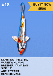 [Koi Auction- #18- Kujaku] Koi Auction- #18- Kujaku