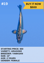 [Koi Auction- #19- Aragoke] Koi Auction- #19- Aragoke