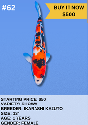 [Koi Auction- #62 - Showa] Koi Auction- #62 - Showa