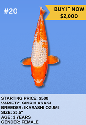 [Koi Auction- #20- Ginrin Asagi] Koi Auction- #20- Ginrin Asagi