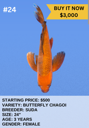 [Koi Auction- #24- Butterfly Chagoi] Koi Auction- #24- Butterfly Chagoi