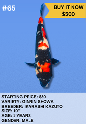 [Koi Auction- #65 - Ginrin Showa] Koi Auction- #65 - Ginrin Showa