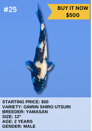 [Koi Auction- #25- Ginrin Shiro Utsuri] Koi Auction- #25- Ginrin Shiro Utsuri