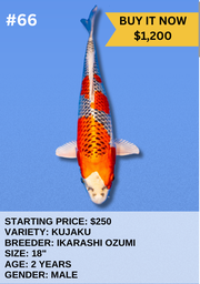 [Koi Auction- #66 - Kujaku] Koi Auction- #66 - Kujaku